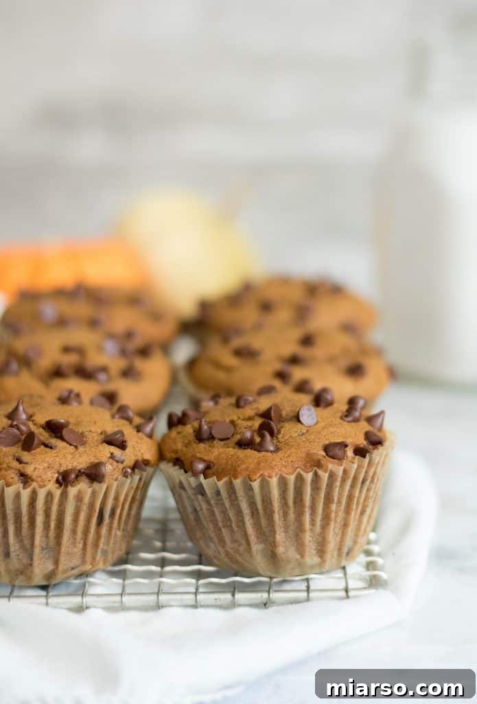 A detailed close-up shot of several mini chocolate chip pumpkin muffins resting on a cooling rack, showcasing their fluffy texture and perfectly baked exteriors.