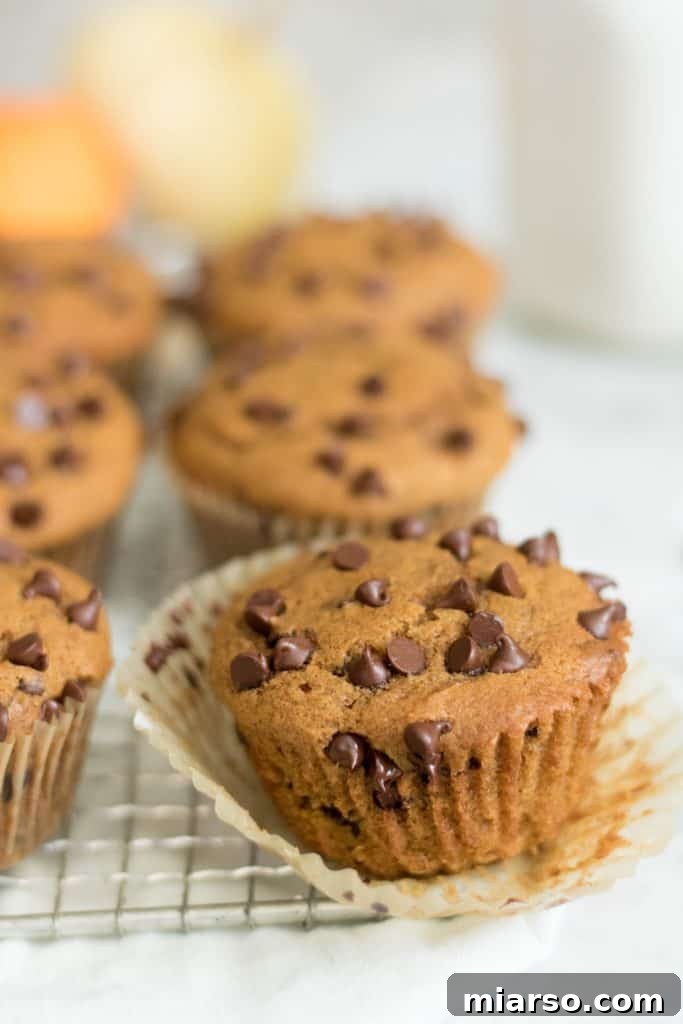 Chocolate chip pumpkin muffins, bakery style and perfect for Thanksgiving.